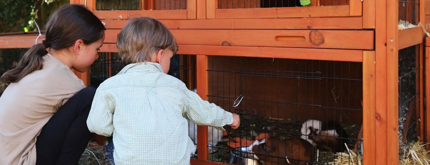 Build your own animal hutch Sunshine Mitre 10