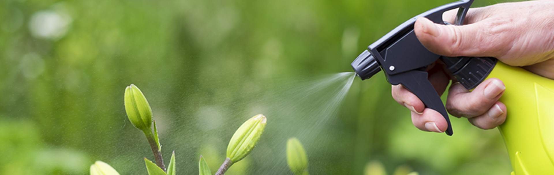 How To Control Common Garden Pests Sunshine Mitre 10 How To Control Common Garden Pests Sunshine Mitre 10