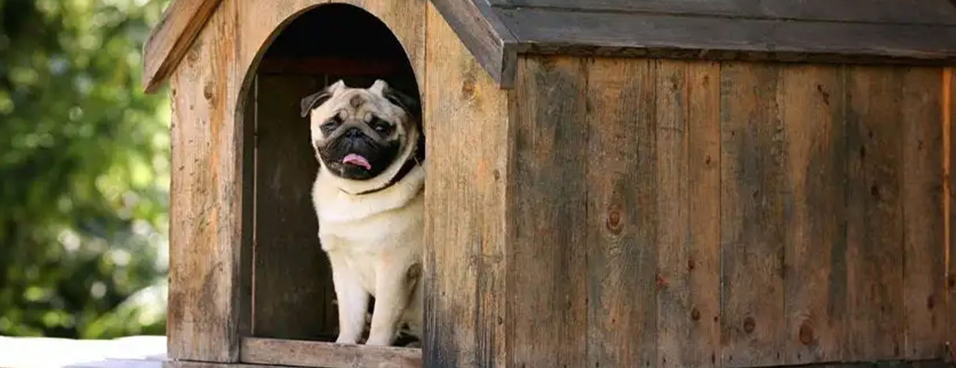 How to build a dog kennel Sunshine Mitre 10