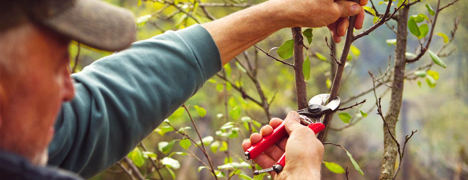 5 Best Pruning Shears reviews & buyer’s guide 2021 Sunshine Mitre 10