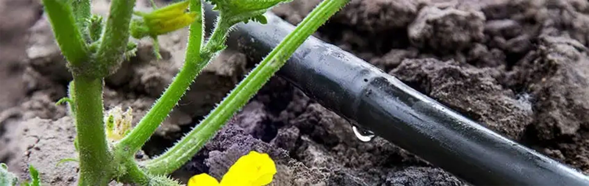 How to install a garden watering system Sunshine Mitre 10